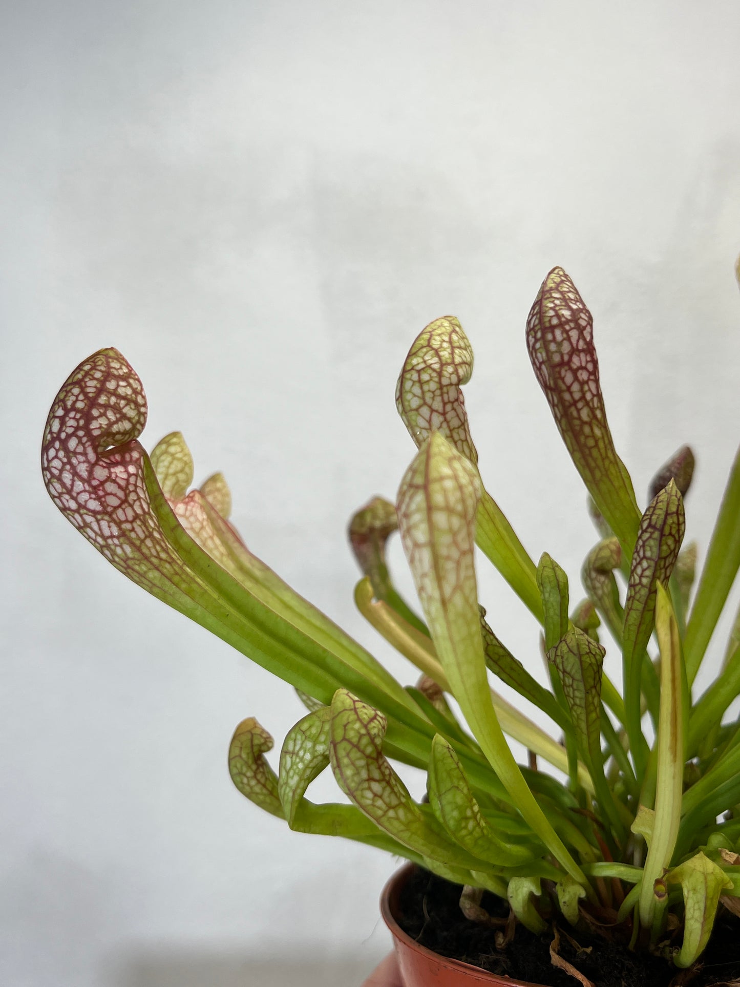 Sarracenia x psittacina × leucophylla – Parrot Pitcher Plant Hybrid