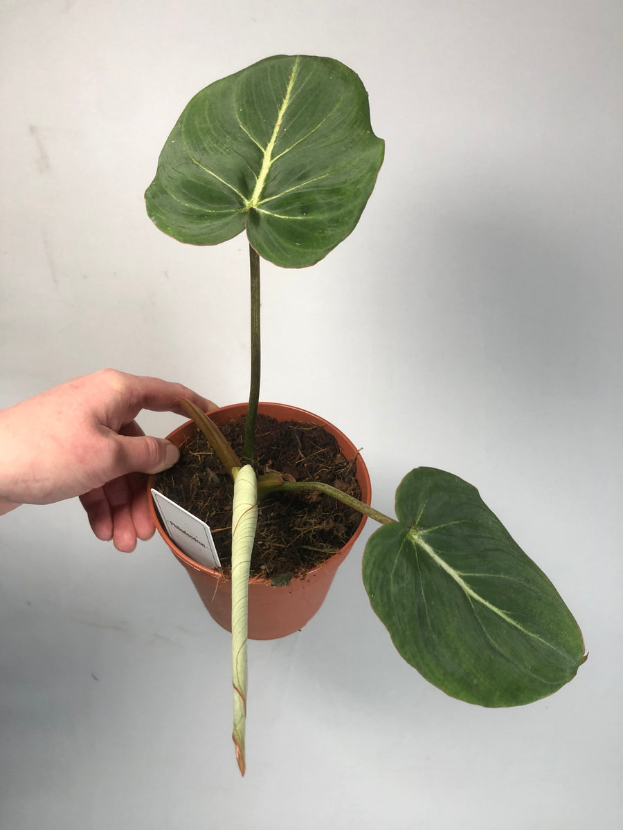 philodendron dark form Philodendron Gloriosum Dark form – Plant Studio