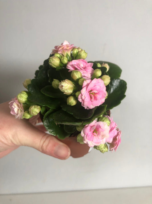 Kalanchoe Perfect Pink