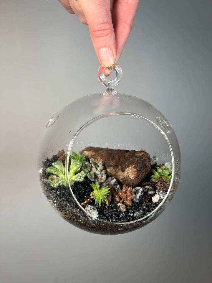 Desert bauble Plant Studio Terrarium