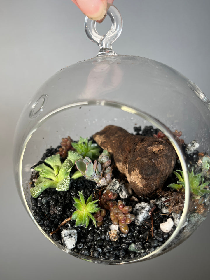 Desert bauble Plant Studio Terrarium