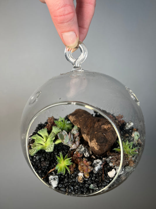 Desert bauble Plant Studio Terrarium