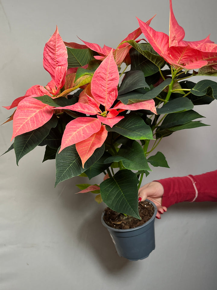 Peach Poinsettia
