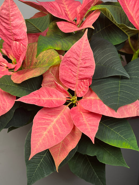 Peach Poinsettia