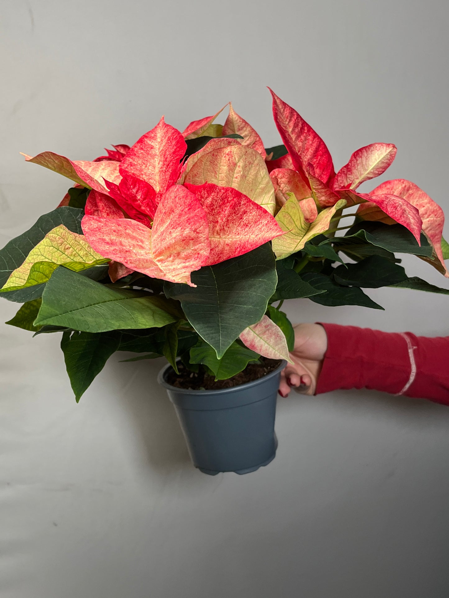 Marble English Poinsettia