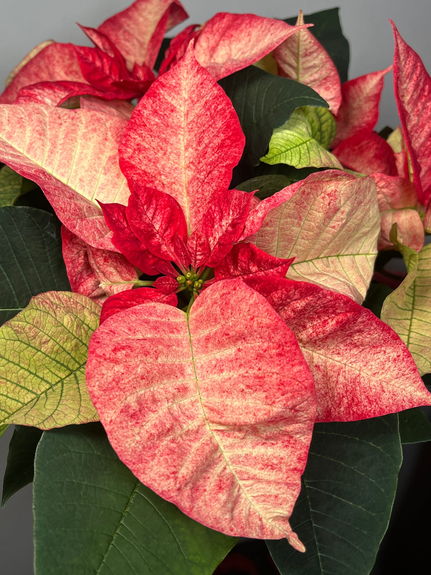 Marble English Poinsettia