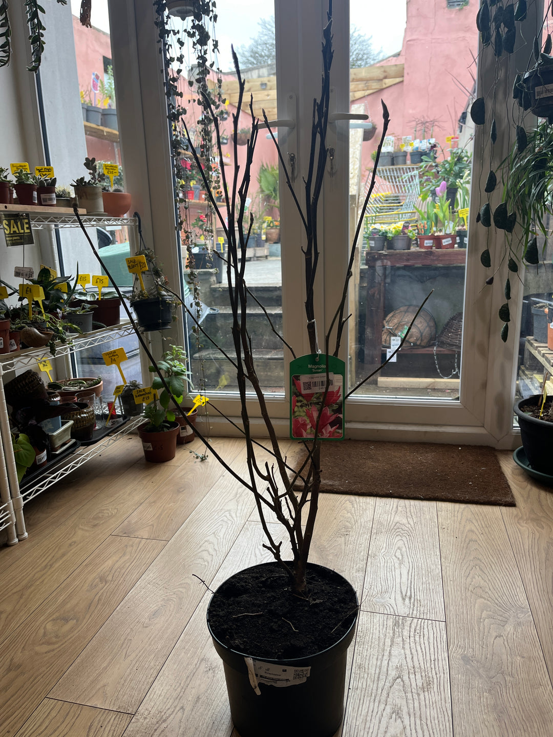 Magnolia susan