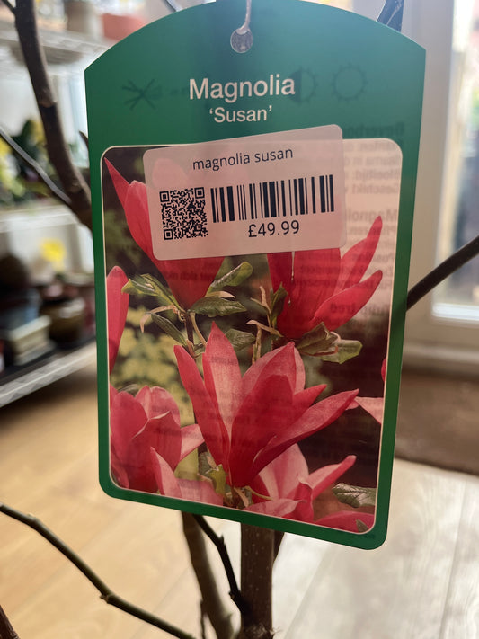 Magnolia susan