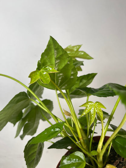 Fatsia japonica