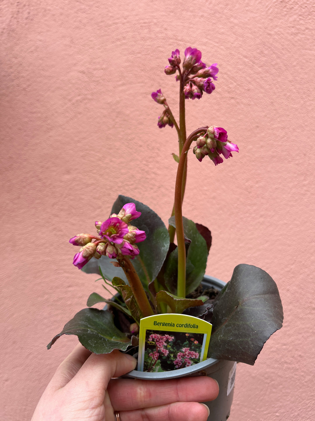 Bergenia Rotblum - Elephant Ears