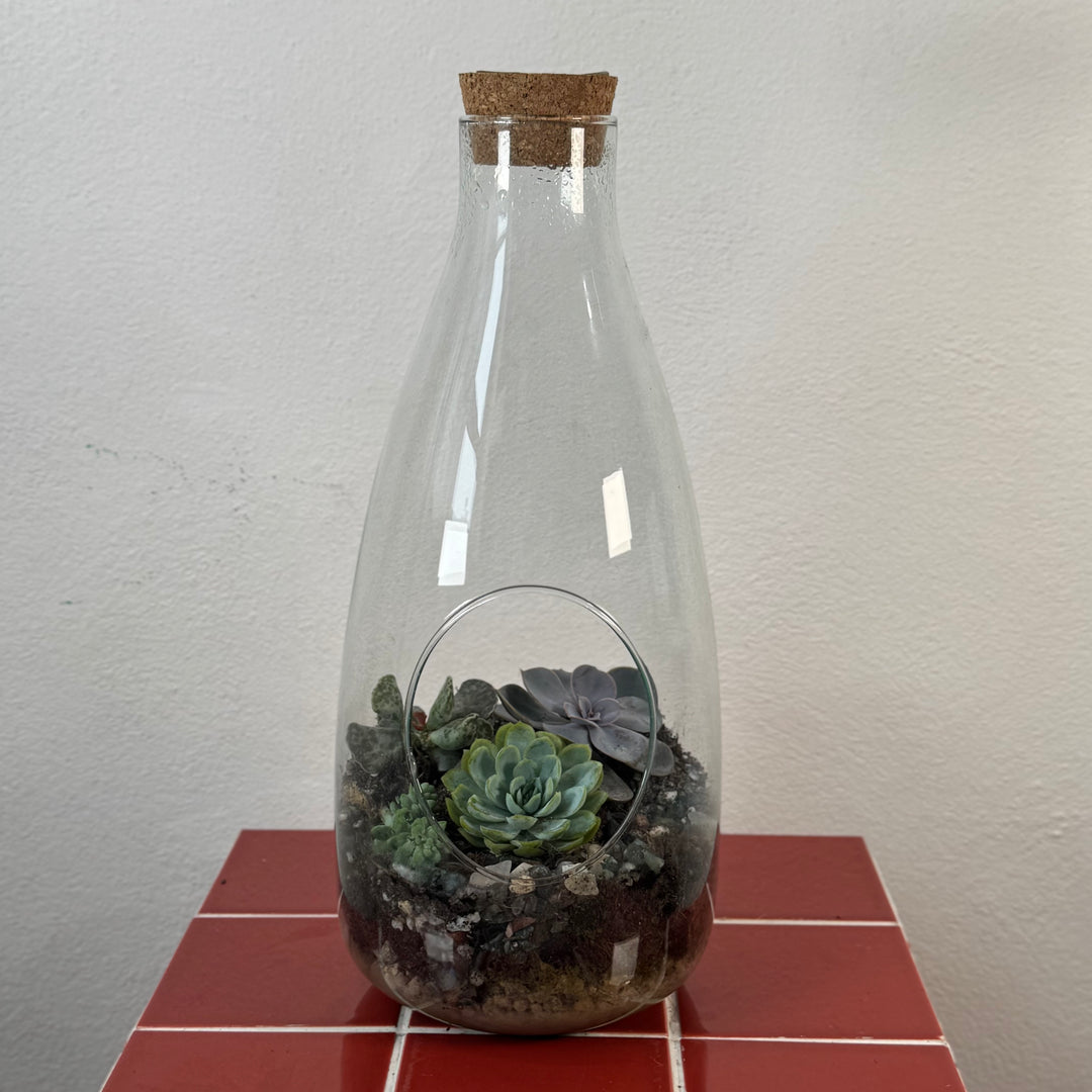 Plant.Studio 'Burst' Open Glass Terrarium