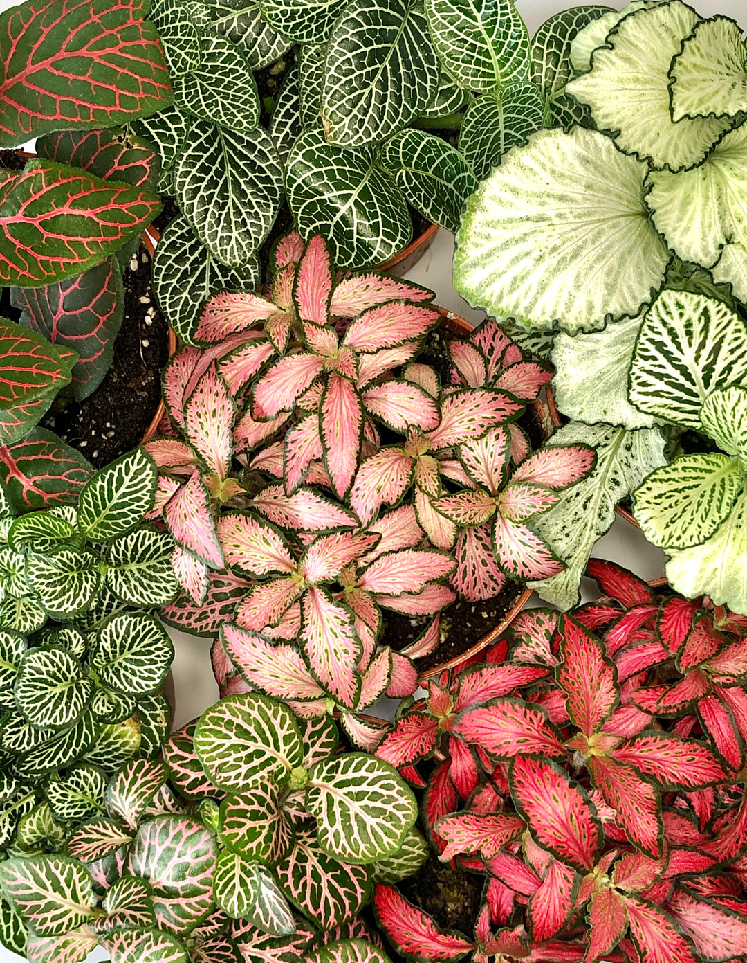 Fittonia Mix -Nerve Plant