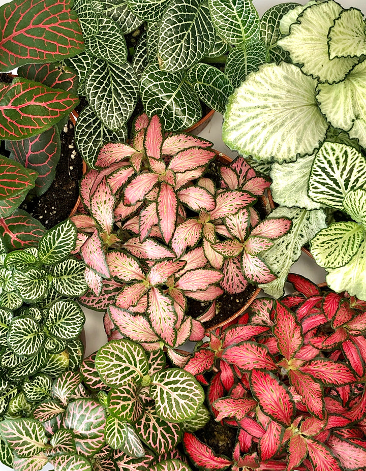 Fittonia Mix -Nerve Plant