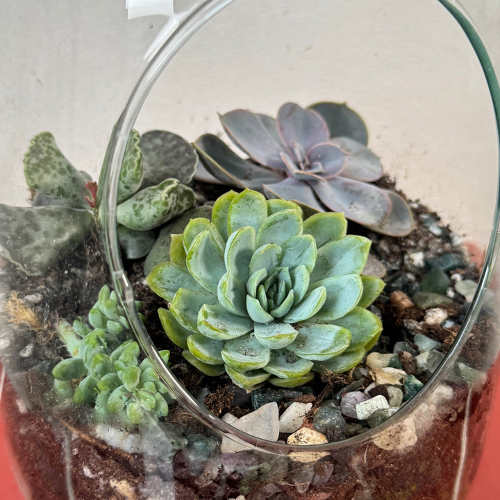 Plant.Studio 'Burst' Open Glass Terrarium