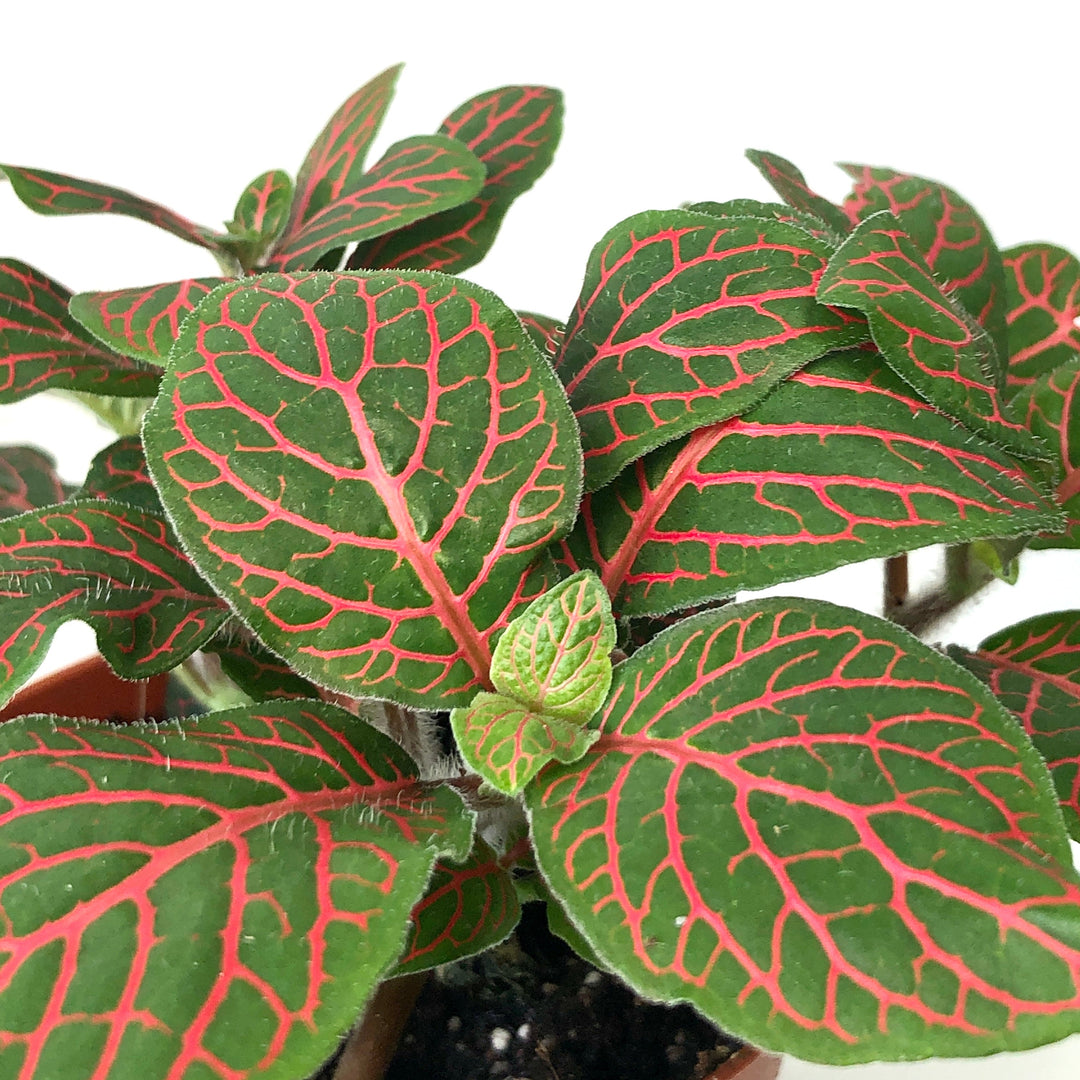 Fittonia Nerve Plant Pet Friendly Terrarium Houseplant Plant Studio fittonia-nerve-plant-pet-friendly-terrarium-houseplant-plant-studio