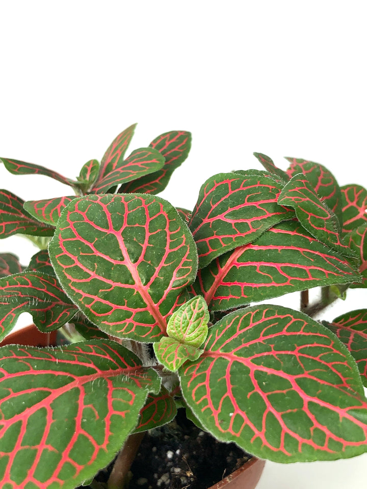 Fittonia Mix -Nerve Plant