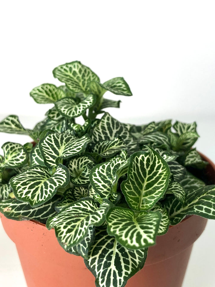 Fittonia Mix -Nerve Plant