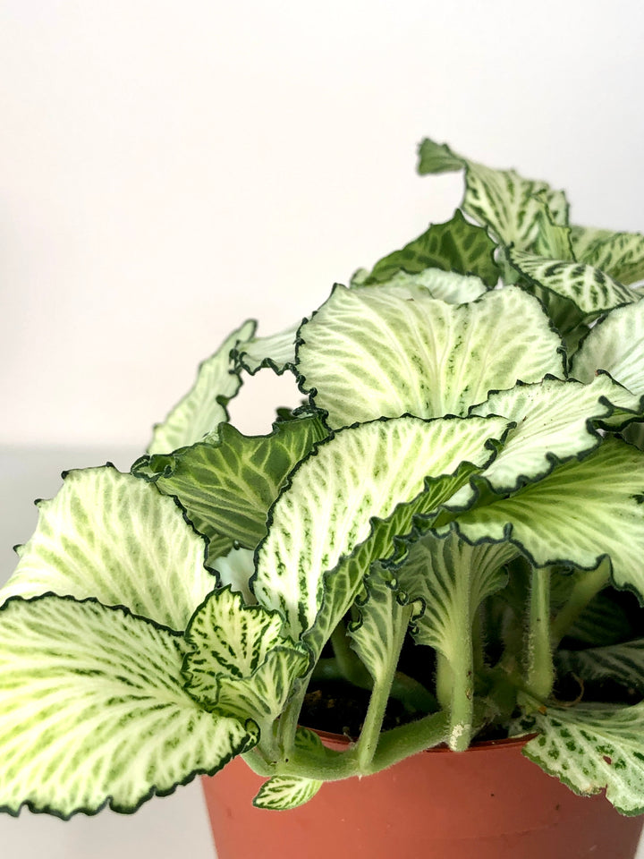 Fittonia Mix -Nerve Plant