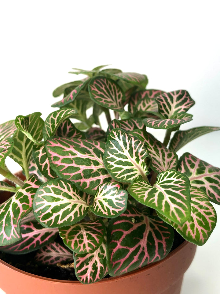 Fittonia Mix -Nerve Plant