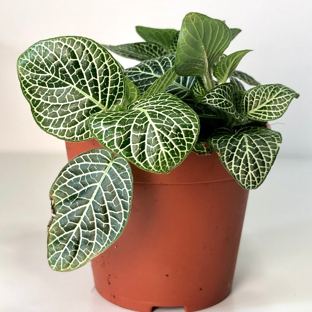 nerve plant indoor Fittonia – Nerve Plant
