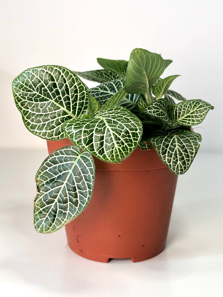 Fittonia Mix -Nerve Plant