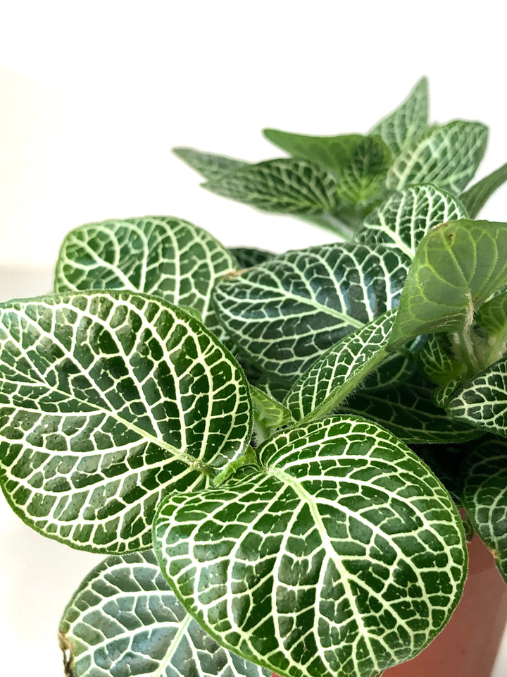 Fittonia Mix -Nerve Plant