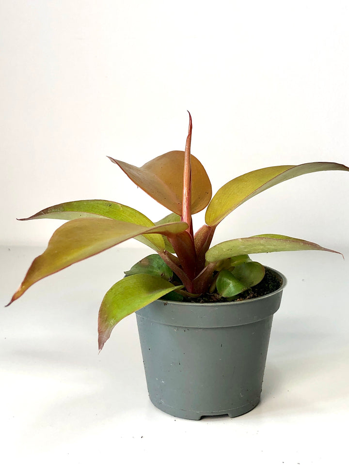 Philodendron Prince Of Orange