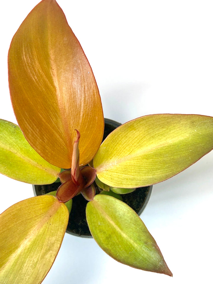 Philodendron Prince Of Orange