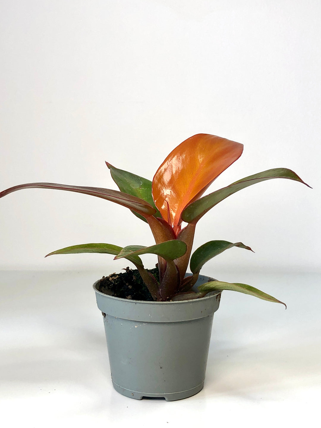 Philodendron Red Sun