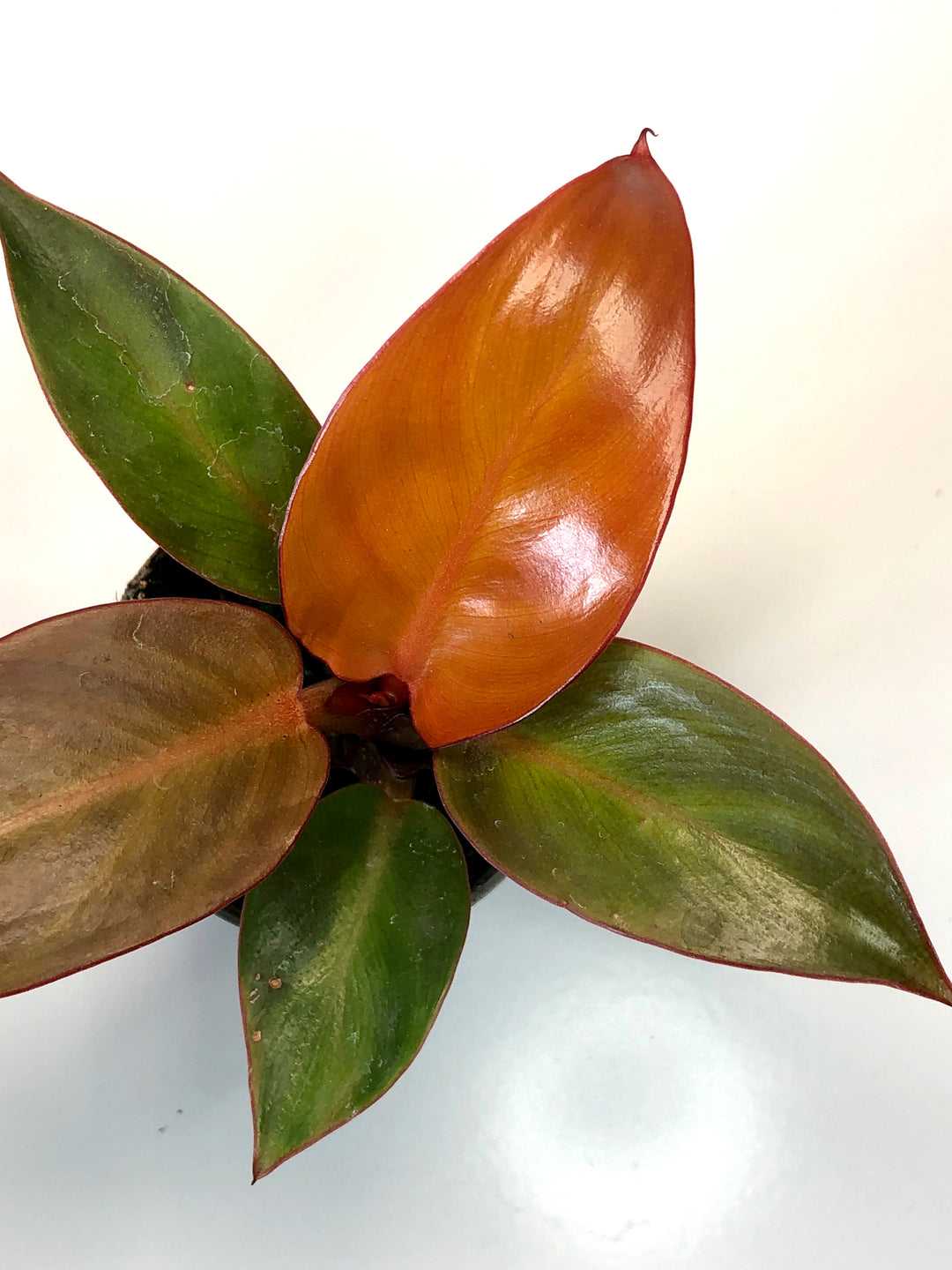 Philodendron Red Sun