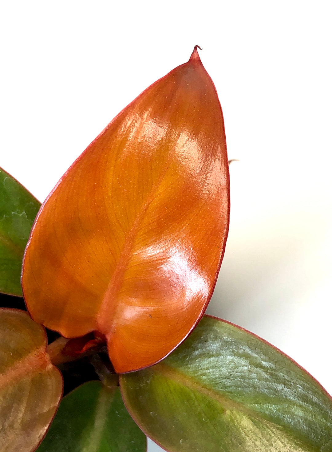 Philodendron Red Sun