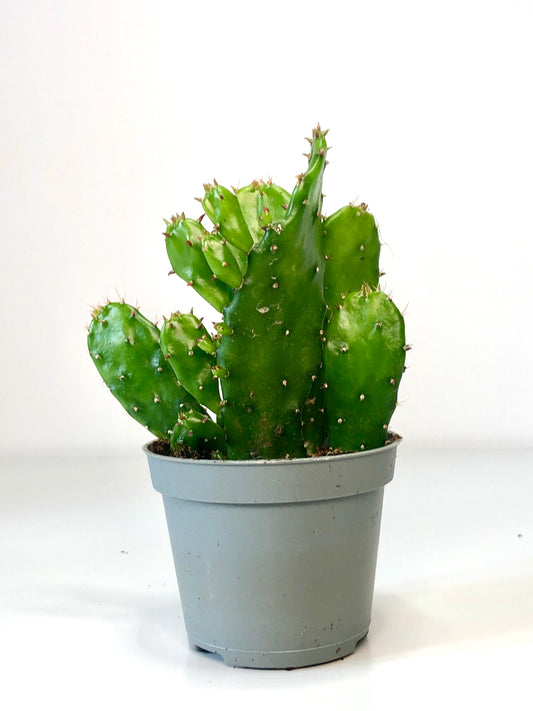 Opuntia Monacantha - Drooping Prickly Pear