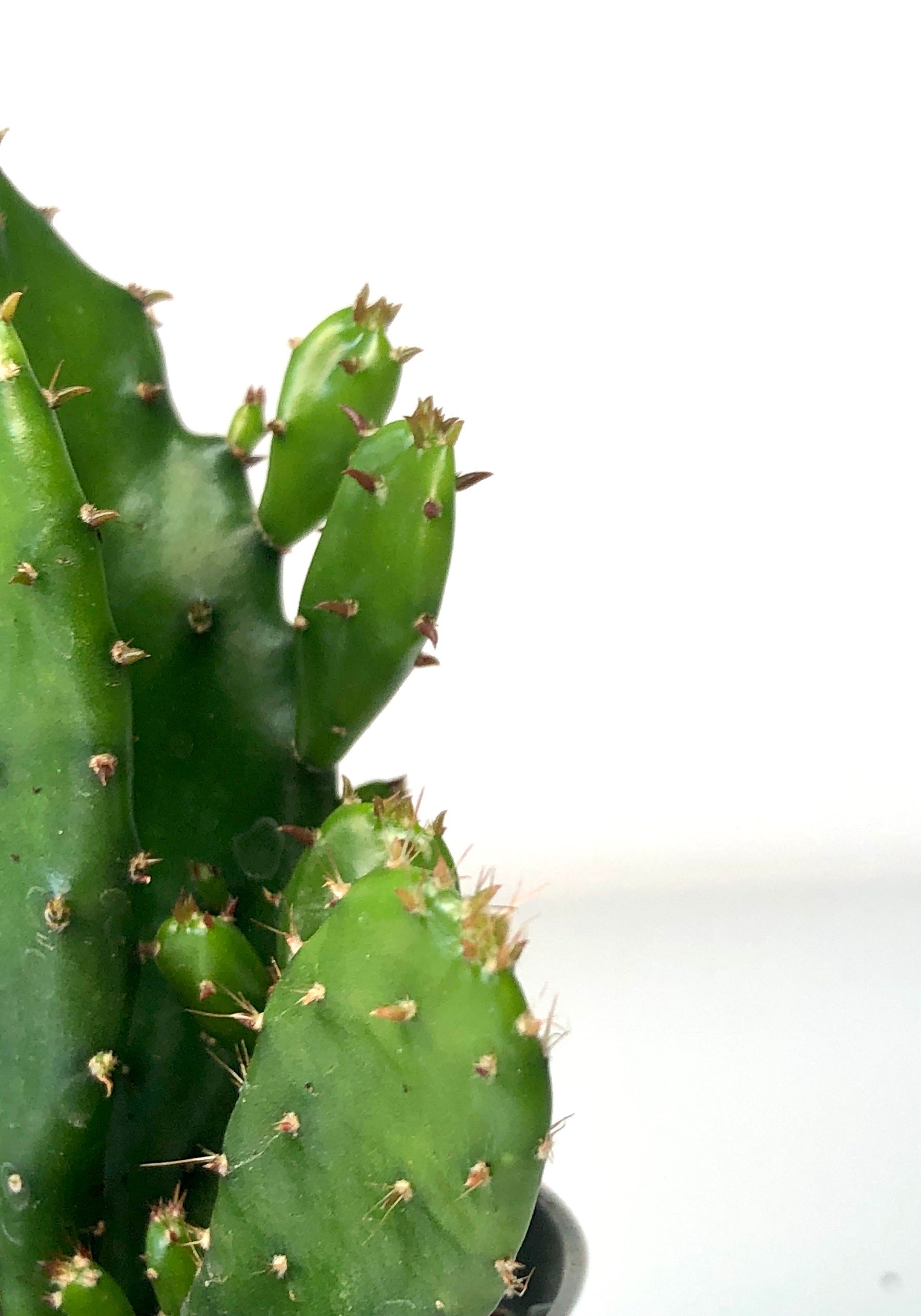 prickly pear cactus drooping Opuntia Monacantha