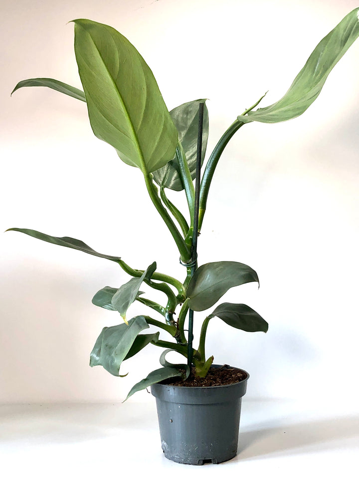 Philodendron Hastatum -Silver Dust