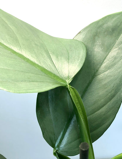 Philodendron Hastatum -Silver Dust