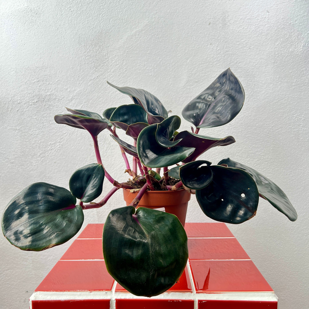 Geogenanthus Ciliatus ‘Midnight Pearl’