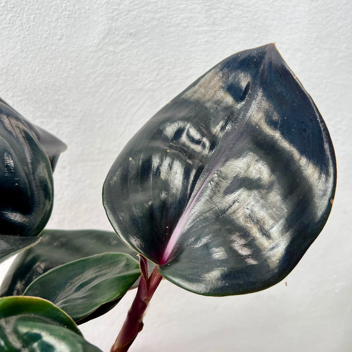 Geogenanthus Ciliatus ‘Midnight Pearl’