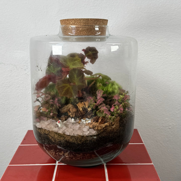 Plant.Studio 'Aphrodite' Terrarium