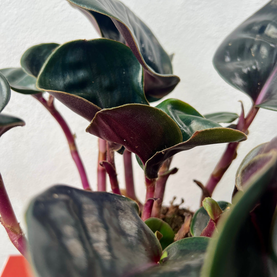 Geogenanthus Ciliatus ‘Midnight Pearl’