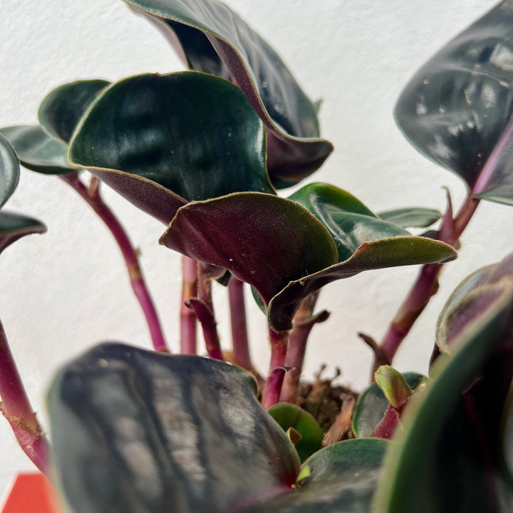 Geogenanthus Ciliatus ‘Midnight Pearl’