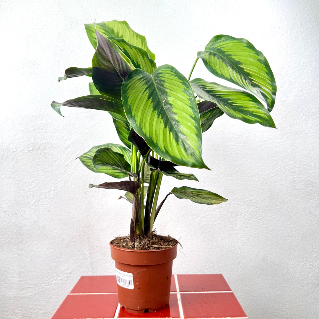 Calathea Beauty Star - Calathea ornata ‘Beauty Star’