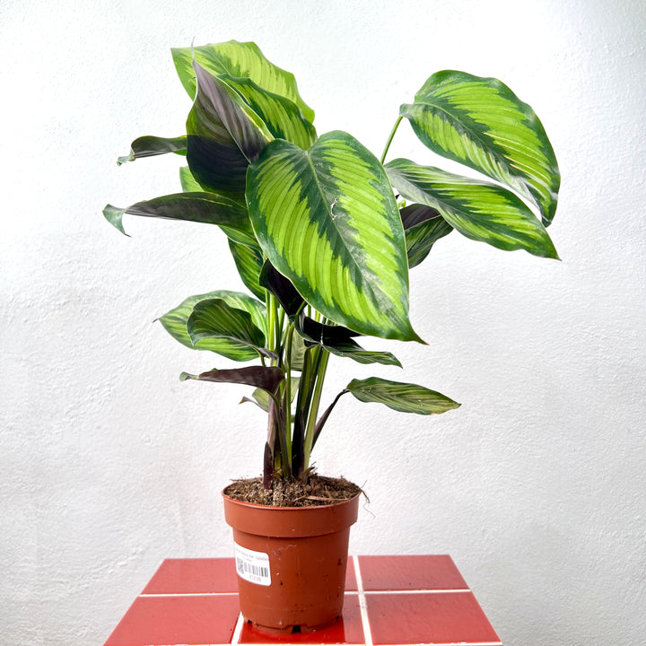 Calathea Beauty Star - Calathea ornata ‘Beauty Star’