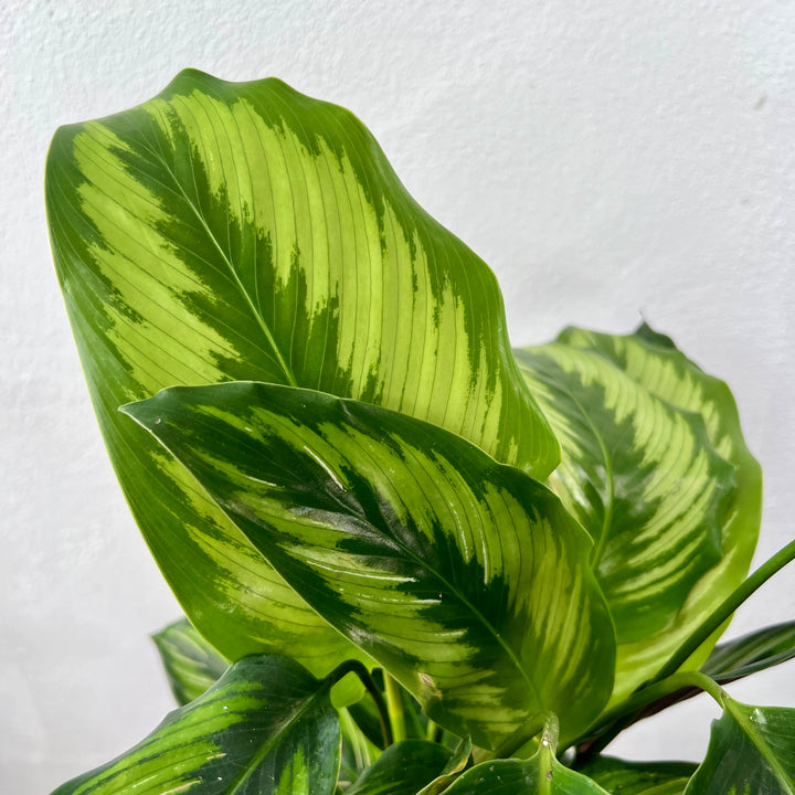 Calathea Beauty Star - Calathea ornata ‘Beauty Star’