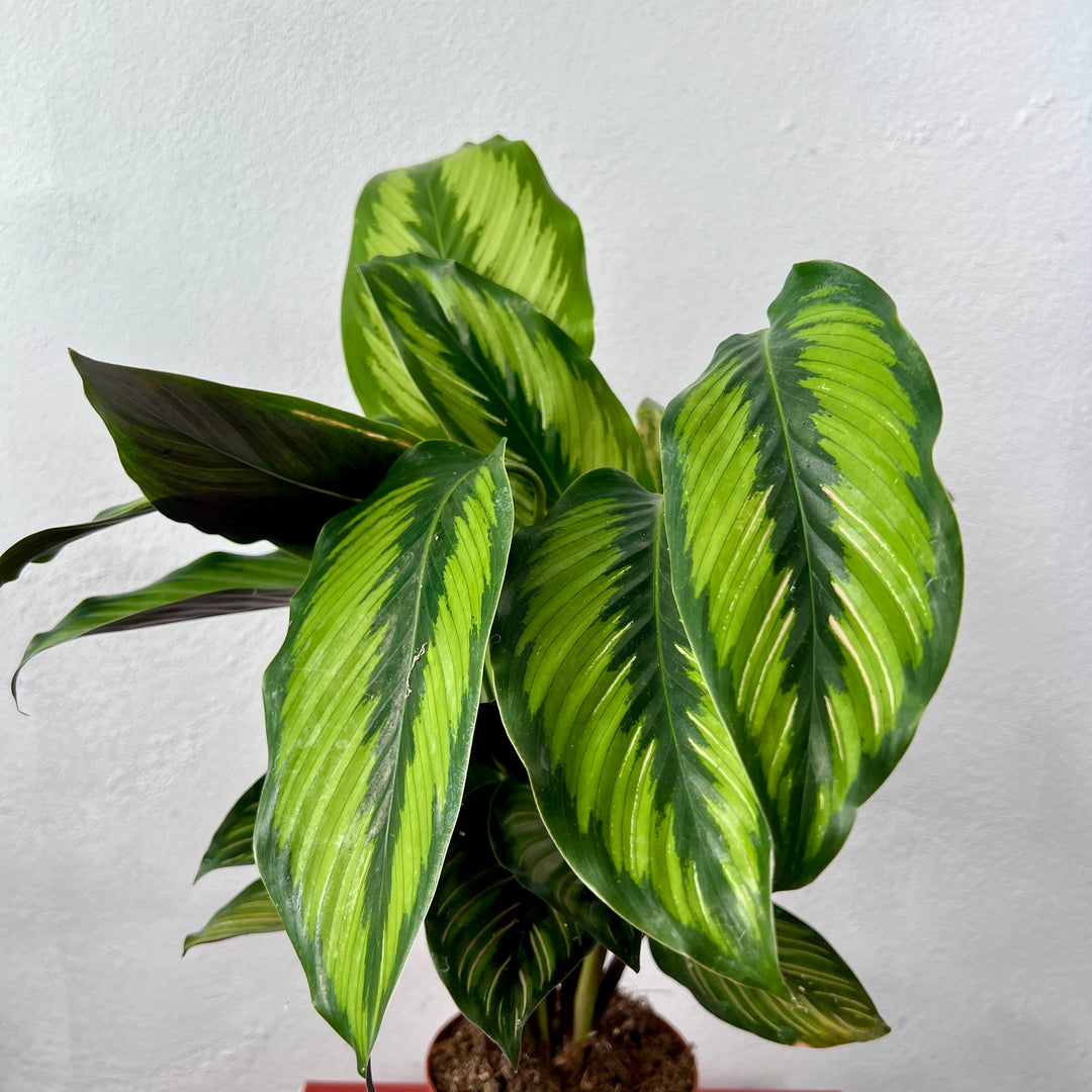 Calathea Beauty Star - Calathea ornata ‘Beauty Star’