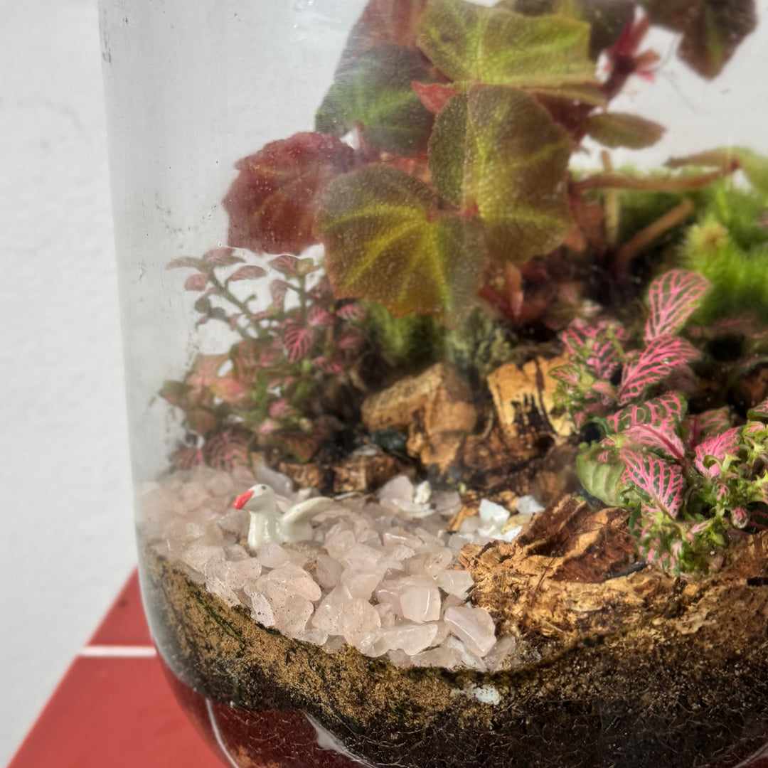 Plant.Studio 'Aphrodite' Terrarium