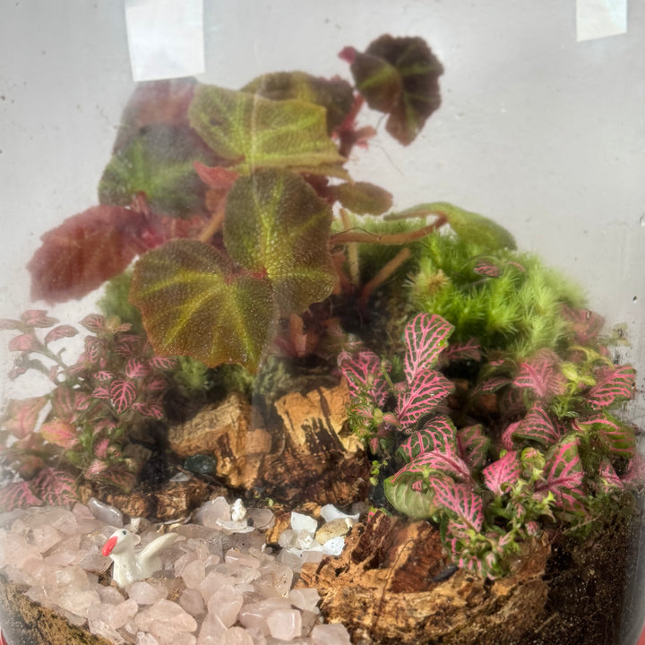Plant.Studio 'Aphrodite' Terrarium
