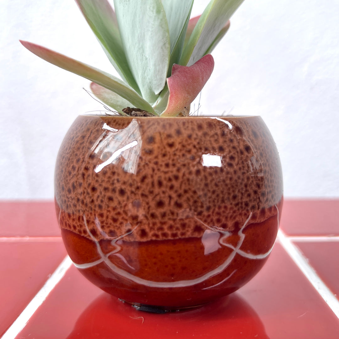 Mini Round Glazed Pot lucky dip