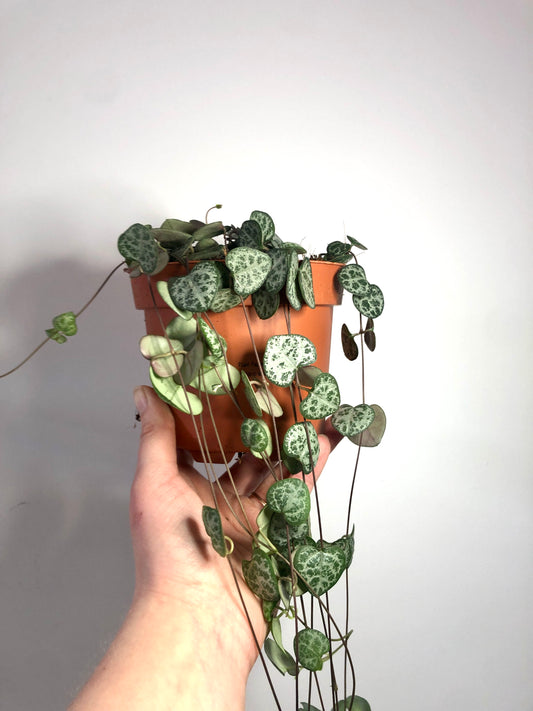 Ceropegia woodii - String of Hearts