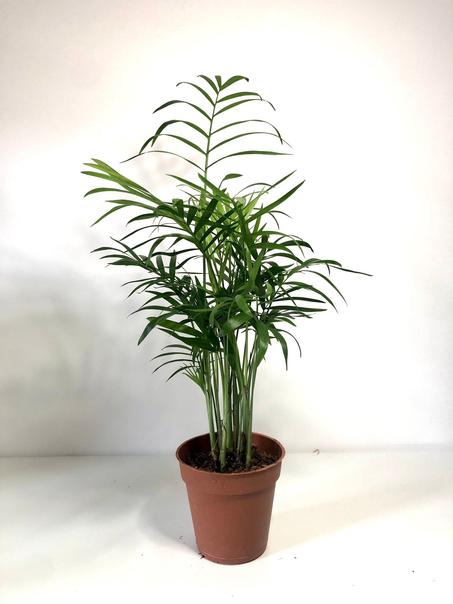 Chamaedorea Elegans - Parlour Palm