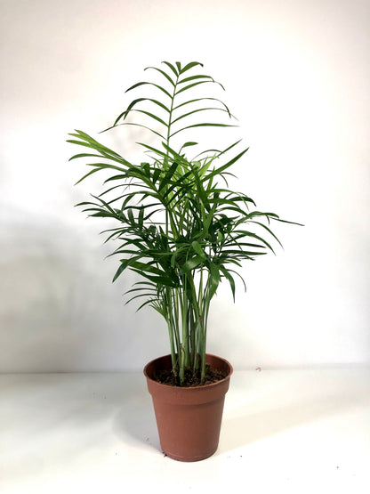 Chamaedorea Elegans - Parlour Palm